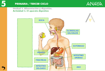 http://www.joaquincarrion.com/Recursosdidacticos/QUINTO/datos/02_Cmedio/datos/05rdi/ud03/03.htm