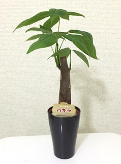 パキラ　観葉植物　価格　値段　評判　レビュー　口コミ