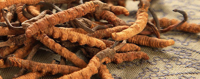 Cordyceps Sinensis and Militaris Extract market