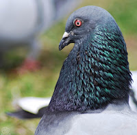 Paloma bravía (Columba livia)