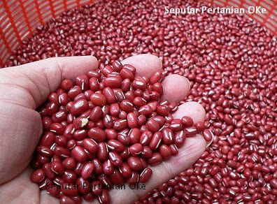 Kacang Merah Ketauhi Sejuta Manfaatnya untuk Kesehatan