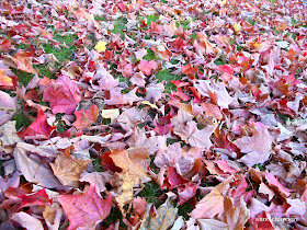 annecharriere.com, couleurs d'automne, 