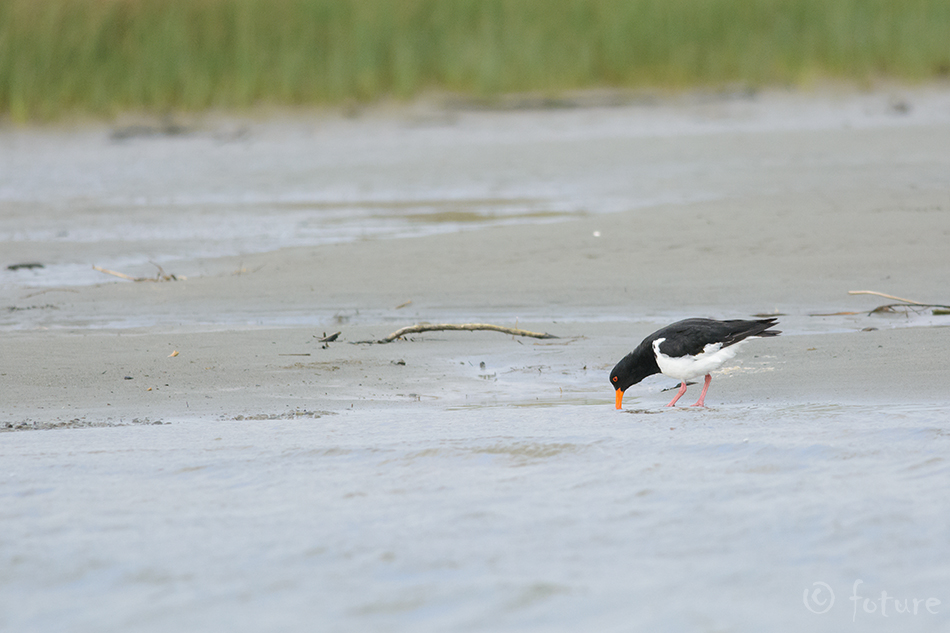 Põldmerisk, Haematopus finschi, Torea, South Island Pied Oystercatcher, merisk, ostralegus