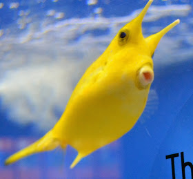 Yellow Box Fish Bright yellow baby box fish