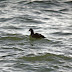 Harlequin Duck makes 100