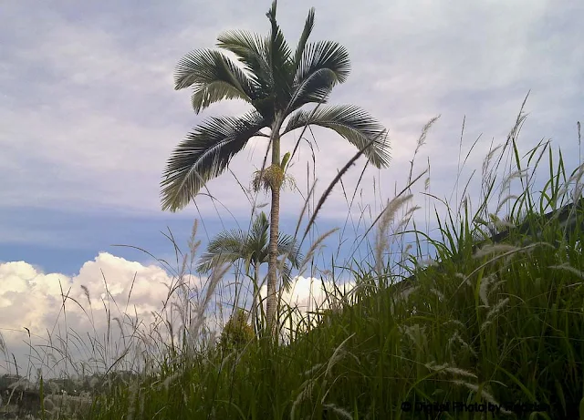 Raub's Sky and Lalang