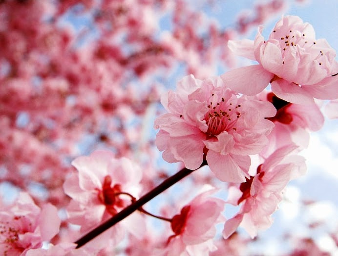 Background Bunga Sakura | Joy Studio Design Gallery - Best ...