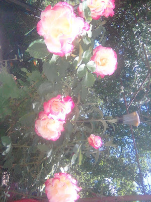 Rose `Double Delight`