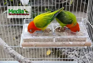 harga lovebird biola euwing, harga lovebird biola 2018, macam macam lovebird dan harganya, jenis lovebird termahal, harga lovebird parblue, jenis lovebird di indonesia, harga lovebird biola biru 2017, harga lovebird batman, lovebird blorok termahal, lovebird biola blue, lovebird biola lutino, lovebird biola isabella, cara mencetak lovebird biola, jenis lovebird biru, jenis lovebird fischeri, jenis lovebird biola, jenis lovebird paling bagus, jenis lovebird import, jenis lovebird pastel