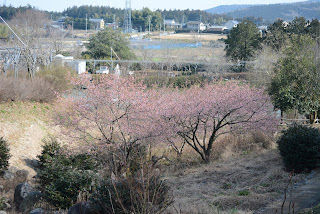 茨城県フラワーパーク河津桜