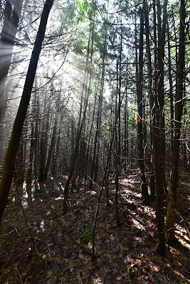 Nottawasaga Bluffs Conservation Area.