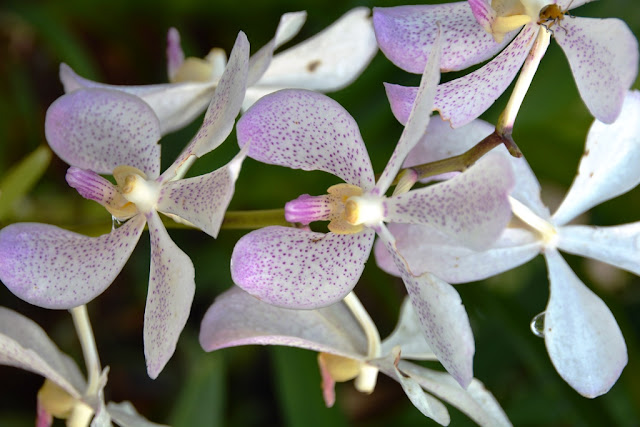 Orchid Garden Kuala Lumpur