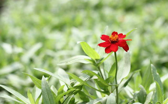 Narrow-Leaf Zinnia Flowers