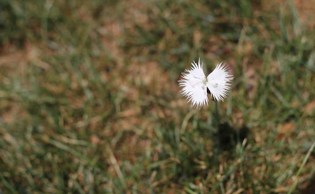 Dianthus Plumarius Flowers Pictures