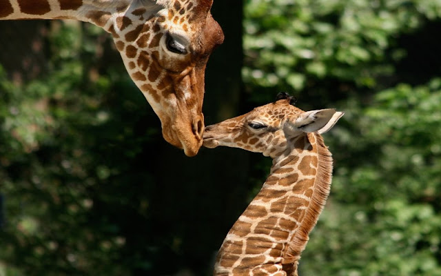 Visit Artis Royal Zoo in Amsterdam