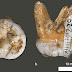 Sapiens di 400.000 anni fa?