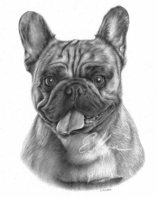 Graphite pencil portrait of a French bulldog