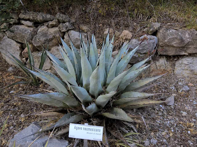 Agave neomexicana