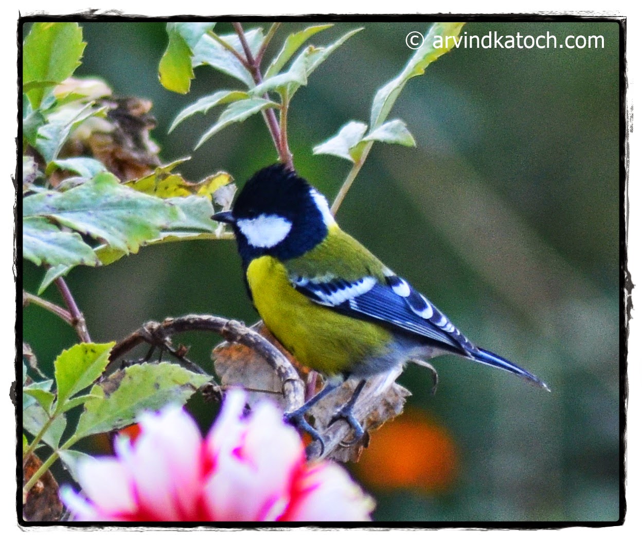 Great Tit, Tit, Tiny Birds