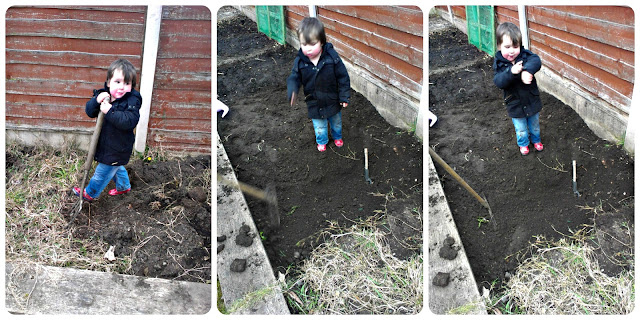 Small boy digging garden