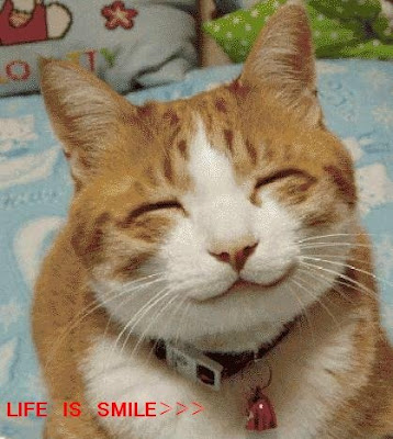 Funny animal picture:smilling cat 搞笑动物图片：微笑的猫