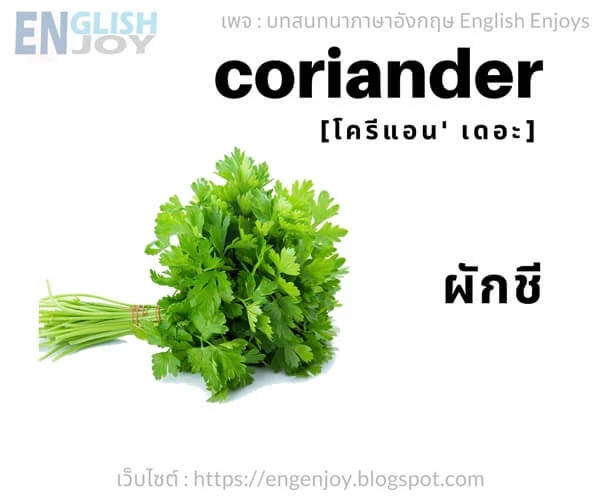 คําศัพท์ภาษาอังกฤษ ผัก - Celery (ผักชี)_Vegetables