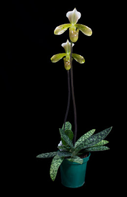 Paphiopedilum tonsum orchid plant care and culture