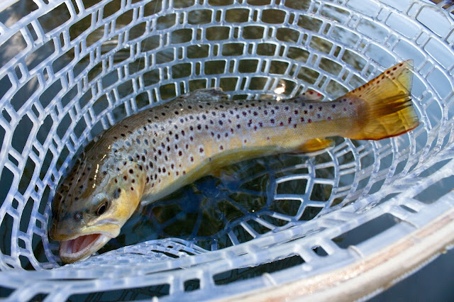 driftless wisconsin brown trout fly fishing