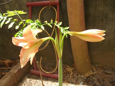 Amarílis, açucena ou flor-da-imperatriz (Hippeastrum hybridum)