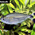 Bandtail Tetra