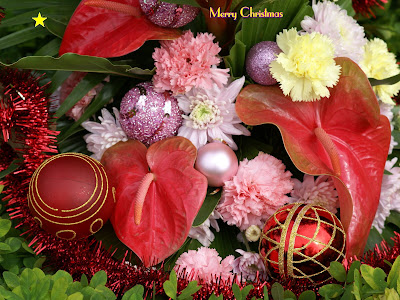 Free Xmas Flower wallpapers