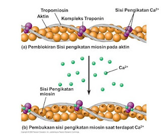 PEMBAHASAN LENGKAP SOAL SIMAK UI 2018 BIOLOGI KODE SOAL 411