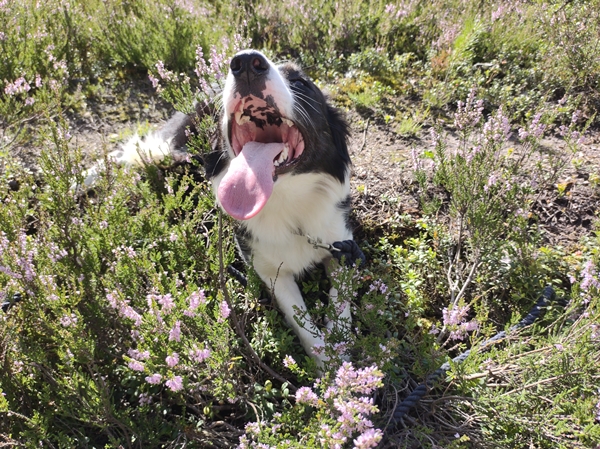 bordercollie