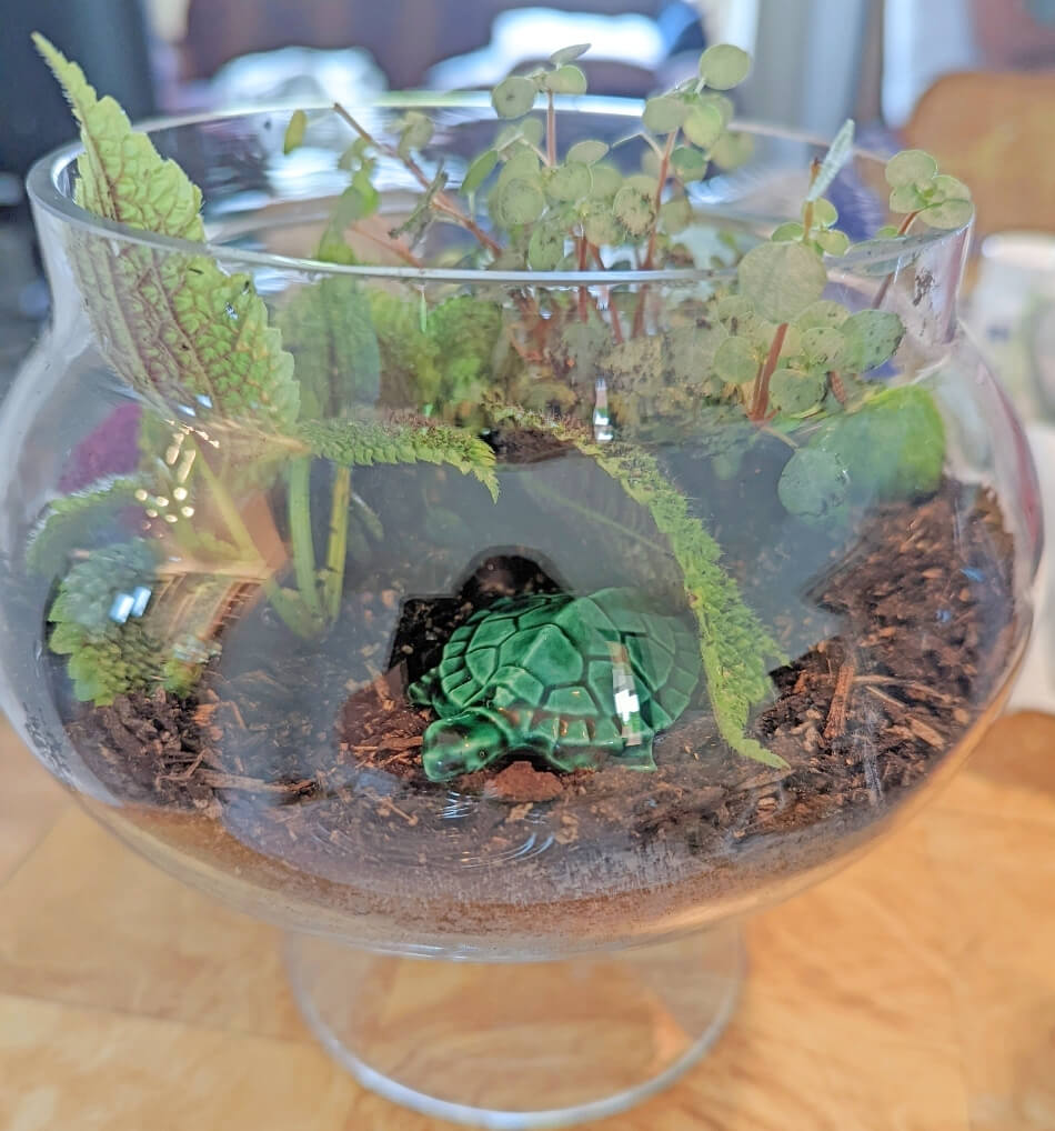 Easy DIY Beginner's Terrarium