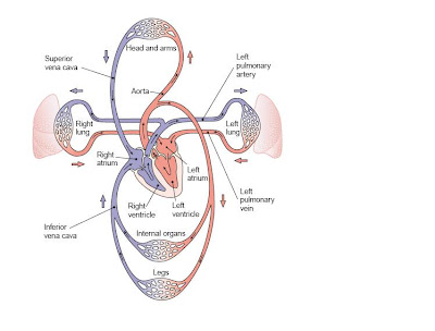 physiology of heart. HEART PHYSIOLOGY