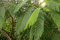 Albizia chinensis