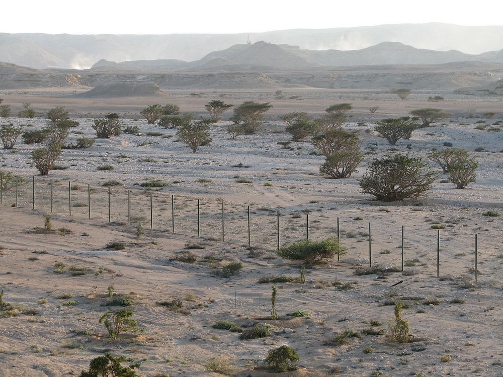 frankincense-wadi-dawkah-4