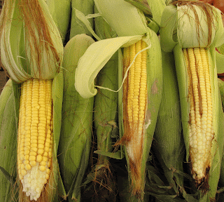 corn