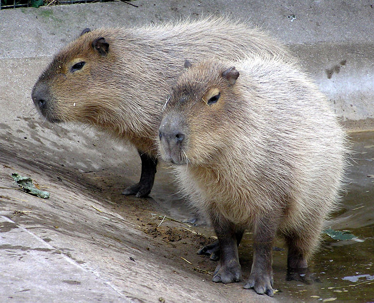 Images The Best Capybara