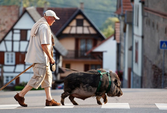 Christophe Lutz walks his domestic pig-wild boar Marcel in the village of Kolbsheim near Strasbourg.