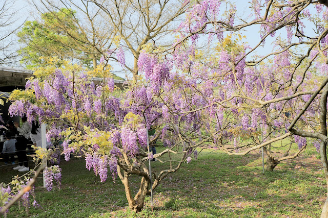 淡水紫藤咖啡園 紫藤花