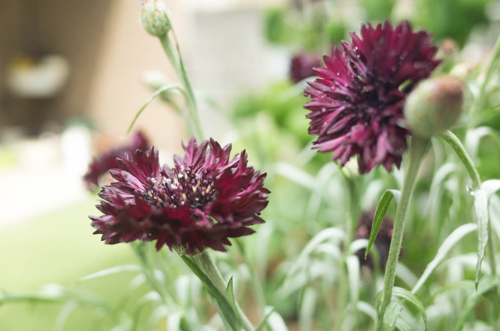 セントーレア ブラックボールの採種 花と くらしと それ以外したくない