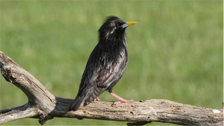 Estornino negro (Sturnus unicolor).