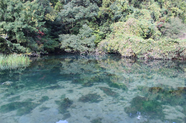 秋吉台の大地から湧き出る白い水？不思議な白水の池【y】