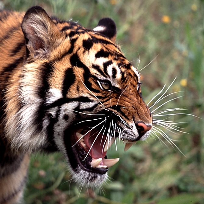 One Pic: Angry Tiger Roar