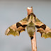 Lime Hawkmoth, Peterborough Garden, UK