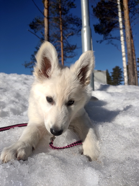 hvit gjeterhund