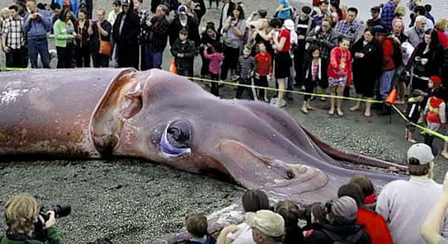 giant squid