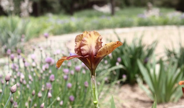 Iris Flowers Pictures
