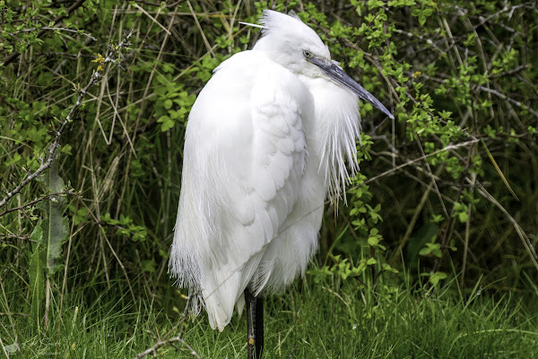 Little egret